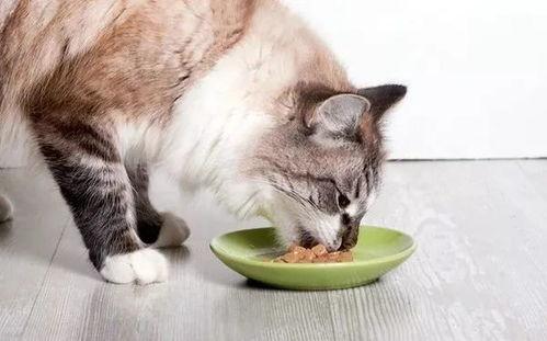 娱乐吃瓜酱不如猫,揭秘娱乐圈幕后那些事儿