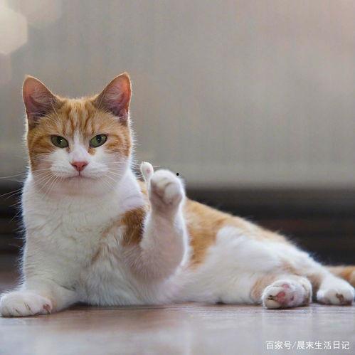 娱乐吃瓜酱不如猫,揭秘娱乐圈幕后那些事儿